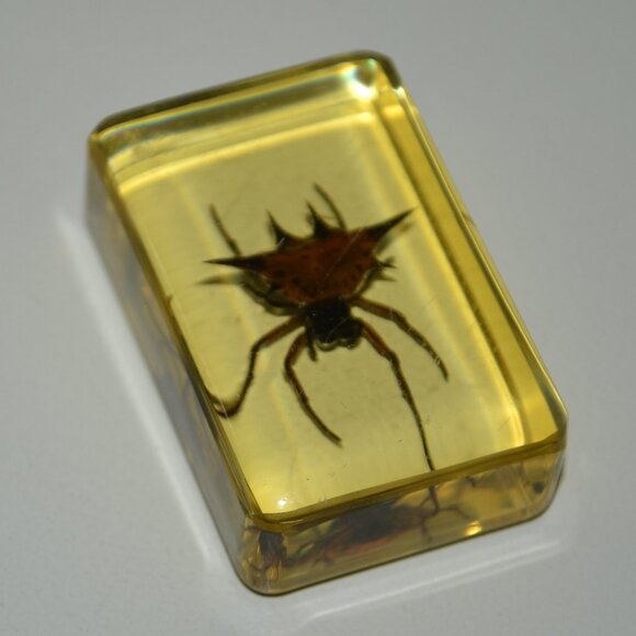 Real Insect Display Bundle 12 Piece Set With Clear Spider Scorpion Resin Cubes - Picture 5 of 5